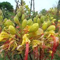 Caesalpinia gilliesii fleur